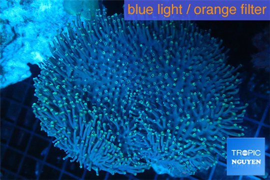Sarcophyton long polyps 7-11 cm WYSIWYG acclimaté