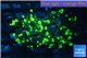 Euphyllia paraancora toxic green 4-7 cm WYSIWYG acclimaté