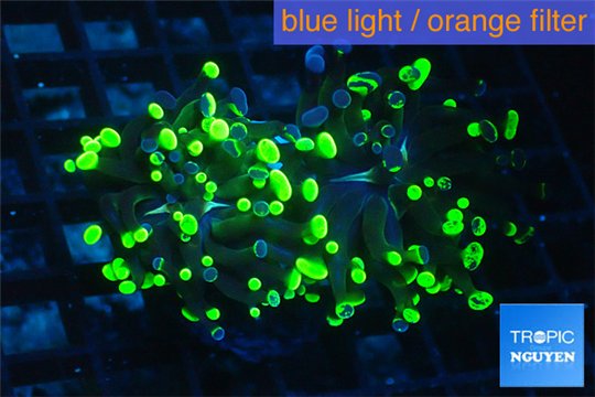 Euphyllia paraancora toxic green 4-7 cm WYSIWYG acclimaté