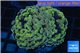 Euphyllia paraancora orange golden 4-6 cm WYSIWYG acclimaté