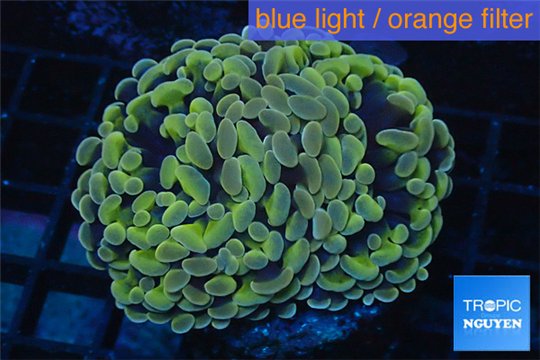 Euphyllia paraancora orange golden 4-6 cm WYSIWYG acclimaté