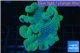 Sarcophyton green polyps 10-15 cm WYSIWYG acclimaté