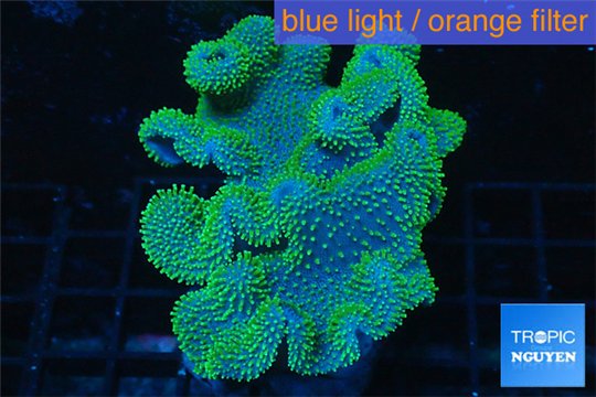 Sarcophyton green polyps 10-15 cm WYSIWYG acclimaté