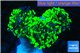 Euphyllia paraancora toxic green 4-7 cm WYSIWYG acclimaté