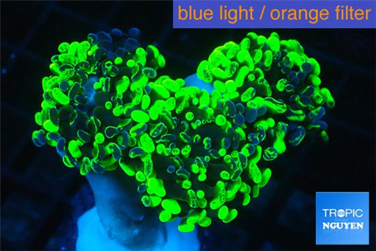 Euphyllia paraancora toxic green 4-7 cm WYSIWYG acclimaté