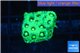 Favia neon green Australia 2-3 cm WYSIWYG acclimaté