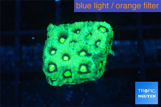 Favia neon green Australia 2-3 cm WYSIWYG acclimaté