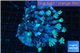 Clavularia papaya purple green 8-12 cm WYSIWYG acclimaté