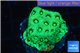 Favia neon green Australia 2-3 cm WYSIWYG acclimaté