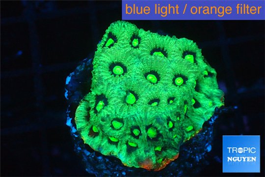 Favia neon green Australia 2-3 cm WYSIWYG acclimaté