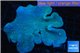 Sarcophyton long polyps 7-11 cm WYSIWYG acclimaté