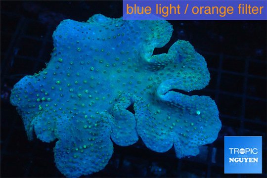 Sarcophyton long polyps 7-11 cm WYSIWYG acclimaté