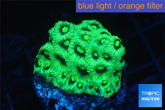 Favia neon green Australia 2-3 cm WYSIWYG acclimaté