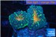 Lobophyllia orange green 3-5 cm WYSIWYG acclimaté
