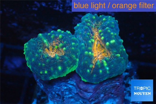 Lobophyllia orange green 3-5 cm WYSIWYG acclimaté