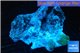 Discosoma deep blue avatar + cultured live rock 15-20 cm WYSIWYG acclimaté