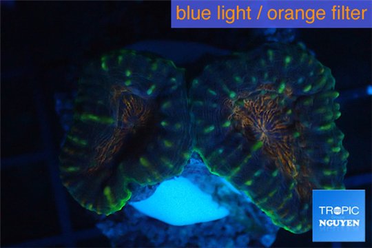 Lobophyllia tricolor 3-5 cm WYSIWYG acclimaté