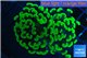 Euphyllia paraancora neon green 4-7 cm WYSIWYG acclimaté