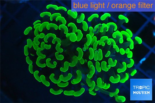 Euphyllia paraancora neon green 4-7 cm WYSIWYG acclimaté