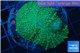 Rhodactis green big leaf 4-6 cm WYSIWYG acclimaté