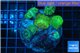 Discosoma green 7-11 cm WYSIWYG acclimaté