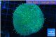 Sarcophyton long polyps 7-11 cm WYSIWYG acclimaté