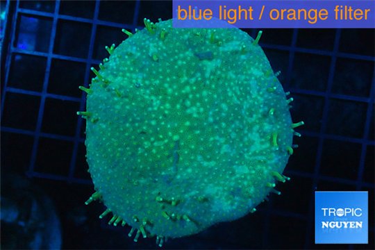 Sarcophyton long polyps 7-11 cm WYSIWYG acclimaté