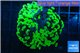 Euphyllia paraancora neon green 5-8 cm WYSIWYG acclimaté
