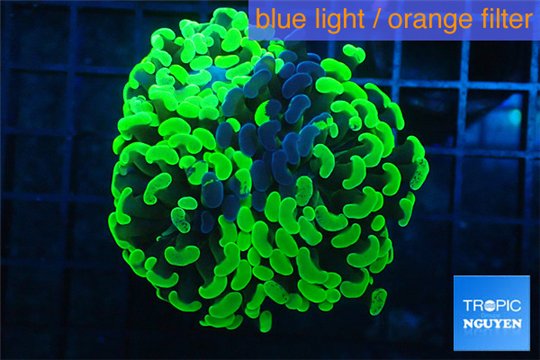 Euphyllia paraancora neon green 5-8 cm WYSIWYG acclimaté