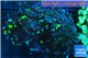 Euphyllia paraancora reverse toxic green 4-8 cm WYSIWYG acclimaté