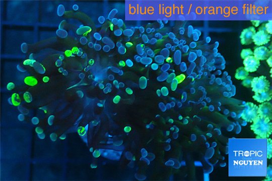 Euphyllia paraancora reverse toxic green 4-8 cm WYSIWYG acclimaté