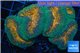 Lobophyllia orange green 8-12 cm WYSIWYG acclimaté