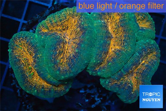 Lobophyllia orange green 8-12 cm WYSIWYG acclimaté
