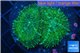 Rhodactis green big leaf 2 polyps WYSIWYG acclimaté