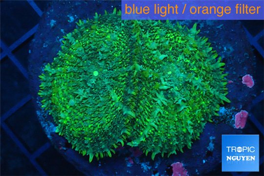 Rhodactis green big leaf 2 polyps WYSIWYG acclimaté