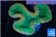 Lobophyllia green & red circle 5-6 cm WYSIWYG acclimaté