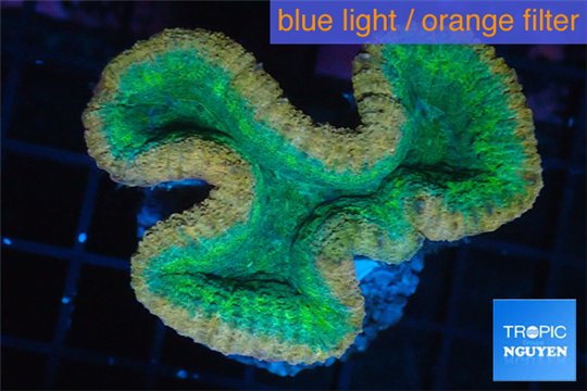 Lobophyllia green & red circle 5-6 cm WYSIWYG acclimaté
