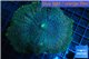 Rhodactis green blue big leaf 5-7 cm WYSIWYG acclimaté