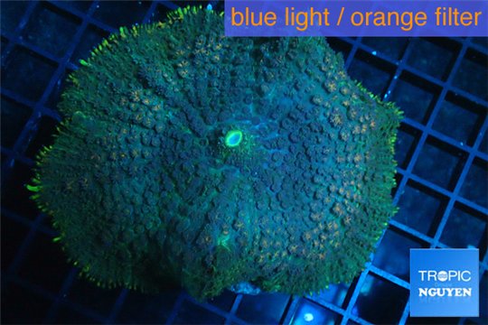 Rhodactis green blue big leaf 5-7 cm WYSIWYG acclimaté