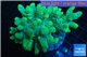 Sinularia short finger green 8-14 cm WYSIWYG acclimaté
