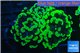 Euphyllia paraancora neon green 4-7 cm WYSIWYG acclimaté