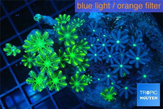Clavularia papaya neon green + Knopia green spot 7-10 cm WYSIWYG acclimaté