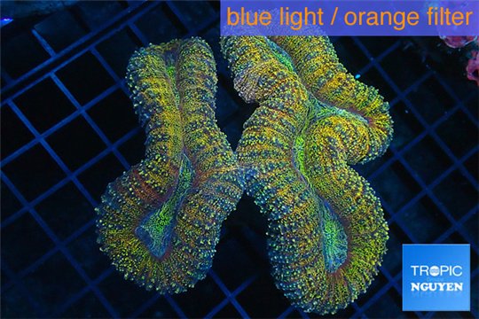 Lobophyllia green gold 9-14 cm WYSIWYG acclimaté