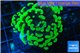 Euphyllia paraancora neon green 3-6 cm WYSIWYG acclimaté