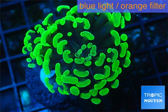 Euphyllia paraancora neon green 3-6 cm WYSIWYG acclimaté