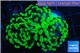 Euphyllia paraancora neon green 3-6 cm WYSIWYG acclimaté