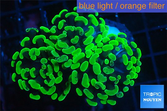 Euphyllia paraancora neon green 3-6 cm WYSIWYG acclimaté