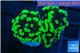 Euphyllia paraancora neon green 3-6 cm WYSIWYG acclimaté