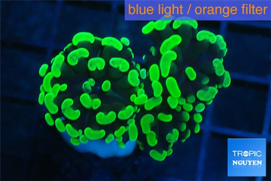 Euphyllia paraancora neon green 3-6 cm WYSIWYG acclimaté
