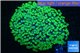 Alveopora green 8-12 cm WYSIWYG acclimaté